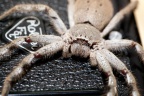 Huntsman & Rollei