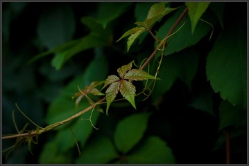 _HZW0157