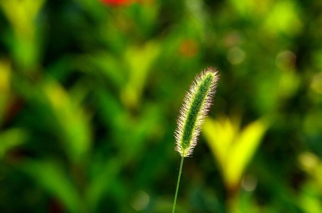 后期狗尾巴草 摄影顽童杨杨 图虫摄影网