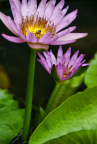 莲花