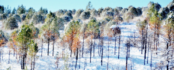 雪色浪漫