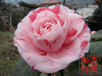 都江堰高原乡震后美丽的茶花