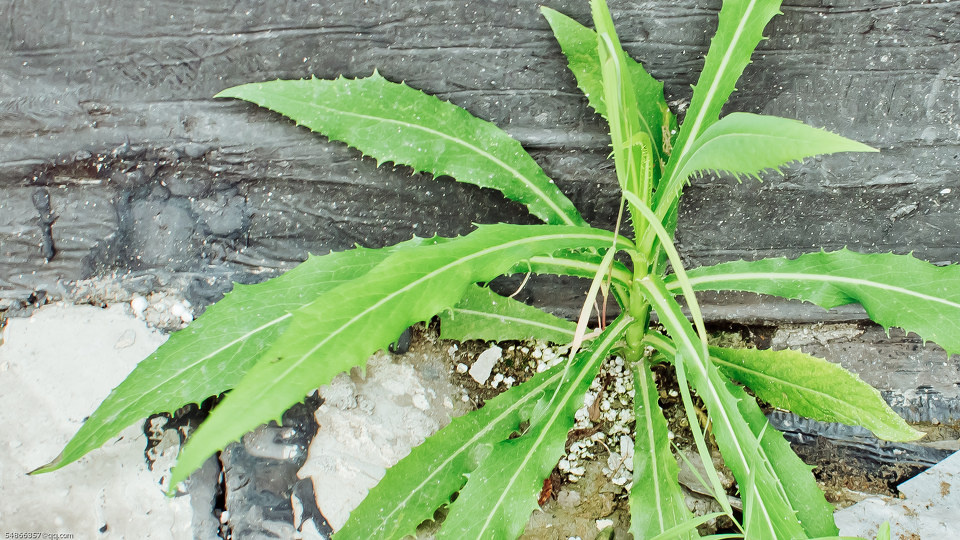 顽强钢筋混凝土里钻出的草儿! - 佳能, 植物, 狗