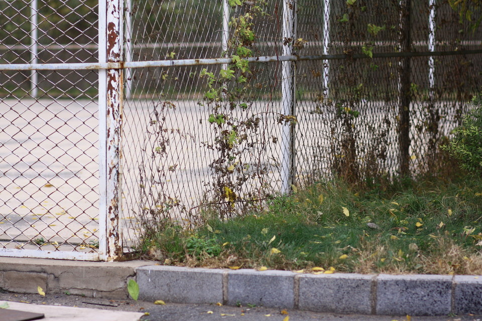 细枝末节 - 练习 - MrOoOlv - 图虫摄影网