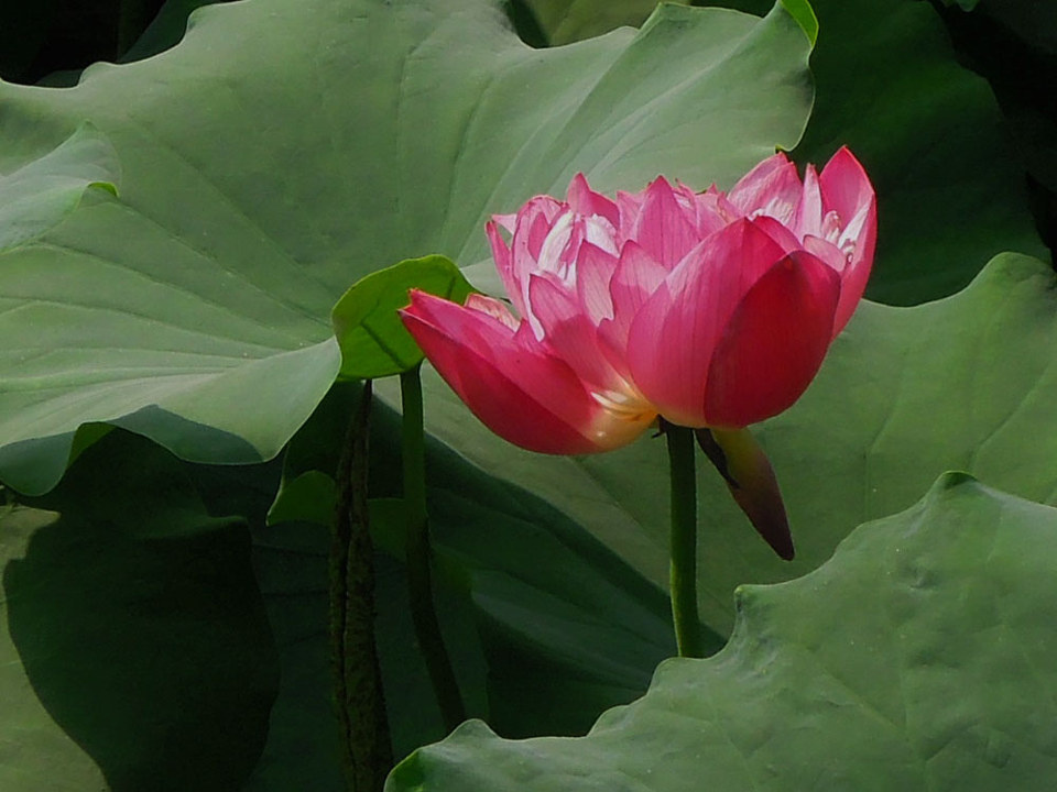 再拍荷花 - 色彩 - 凡人视觉