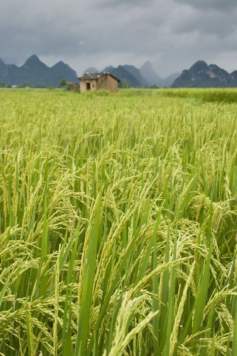 我爱家乡的稻田