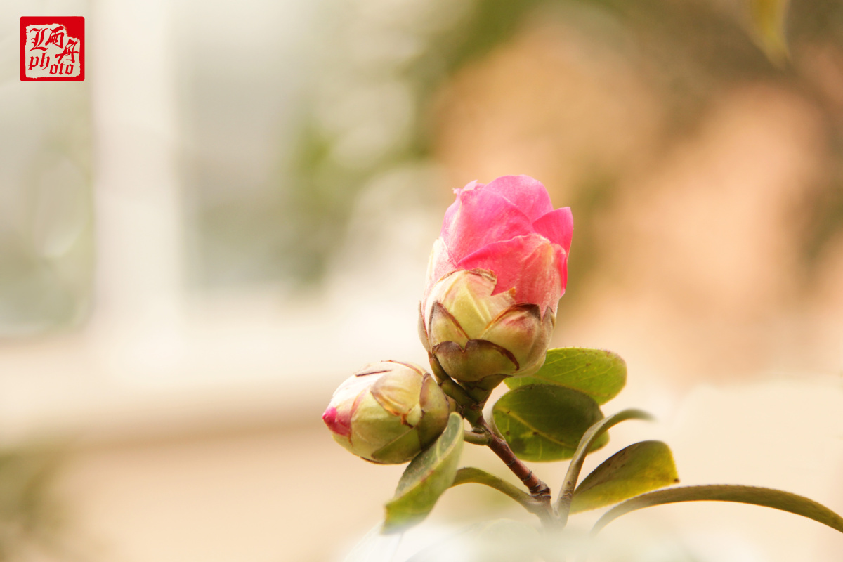 你说帘外海棠,锦屏鸳鸯;后来庭院春深,咫尺画堂