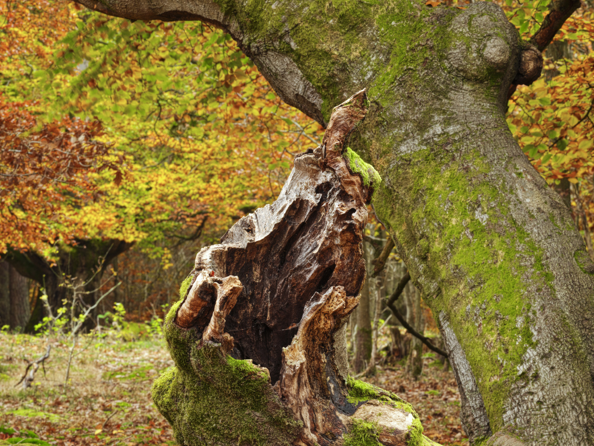 城市之心   成都, 城市, 佳能   katako