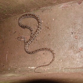 原矛头蝮 protobothrops mucrosquamatus