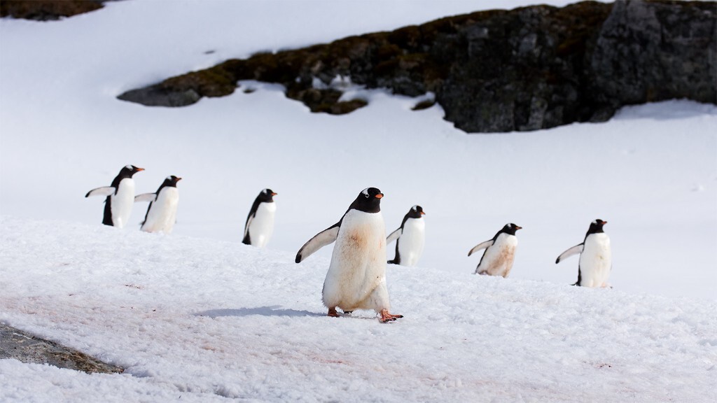 南极企鹅,精灵般的小尤物 - 九宵环佩