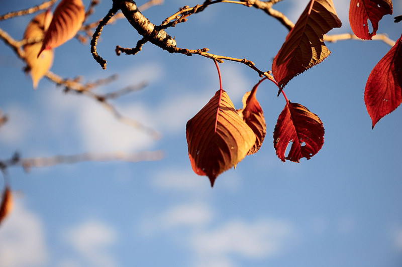 凋零的美 - 月赛秋色征集 - jxvison - 《摄影旅游》 - 图虫摄影网