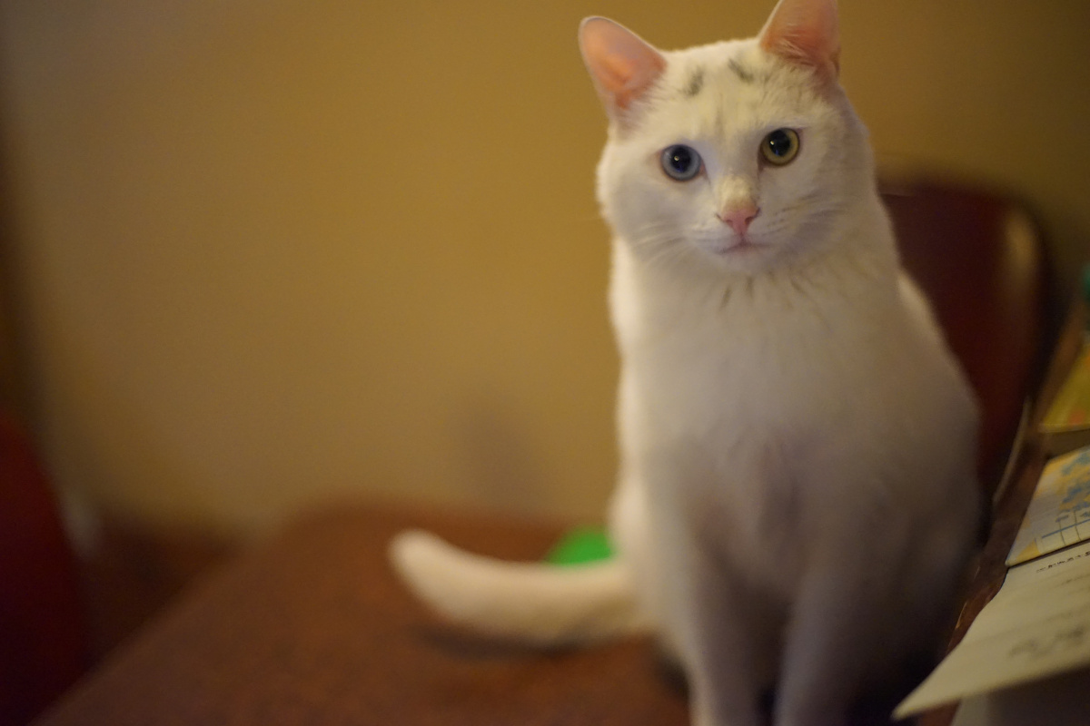 史上最温顺的猫 - A7, 武汉, 浮光咖啡, 猫 - 纯情