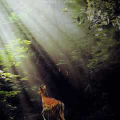 Old Fairy Tale