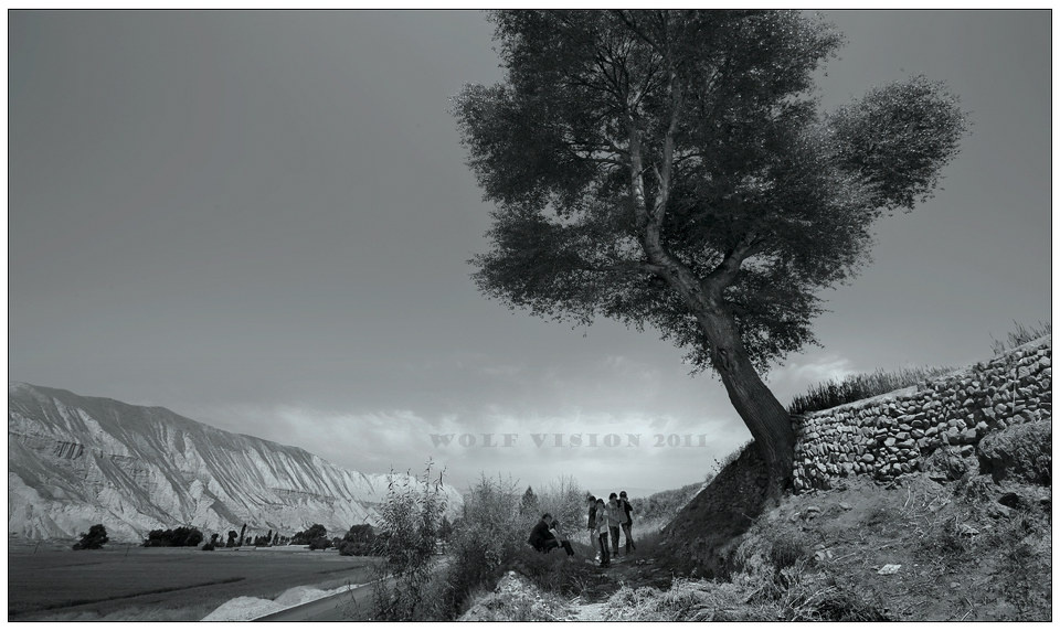 灰 - 黑白 - 草原狼