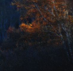 行走的眼睛 3093531.jpg