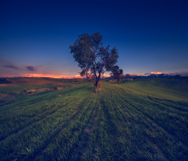 Alice杨的分享 - Alice杨