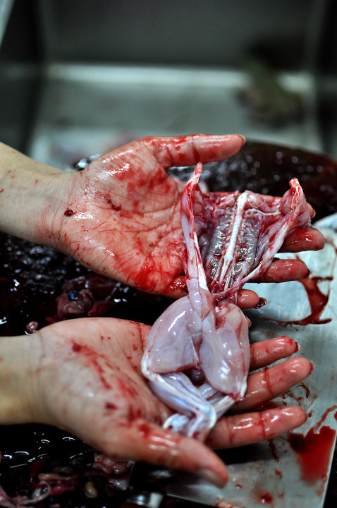 没有买卖就没有杀害 - 自由无羁