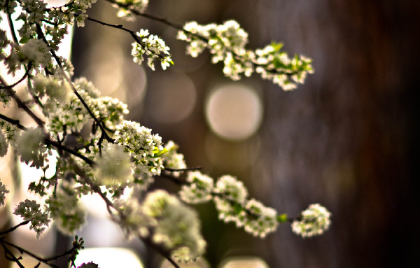 someone like you MV录制。 - 澳洲, 堪培拉, 尼