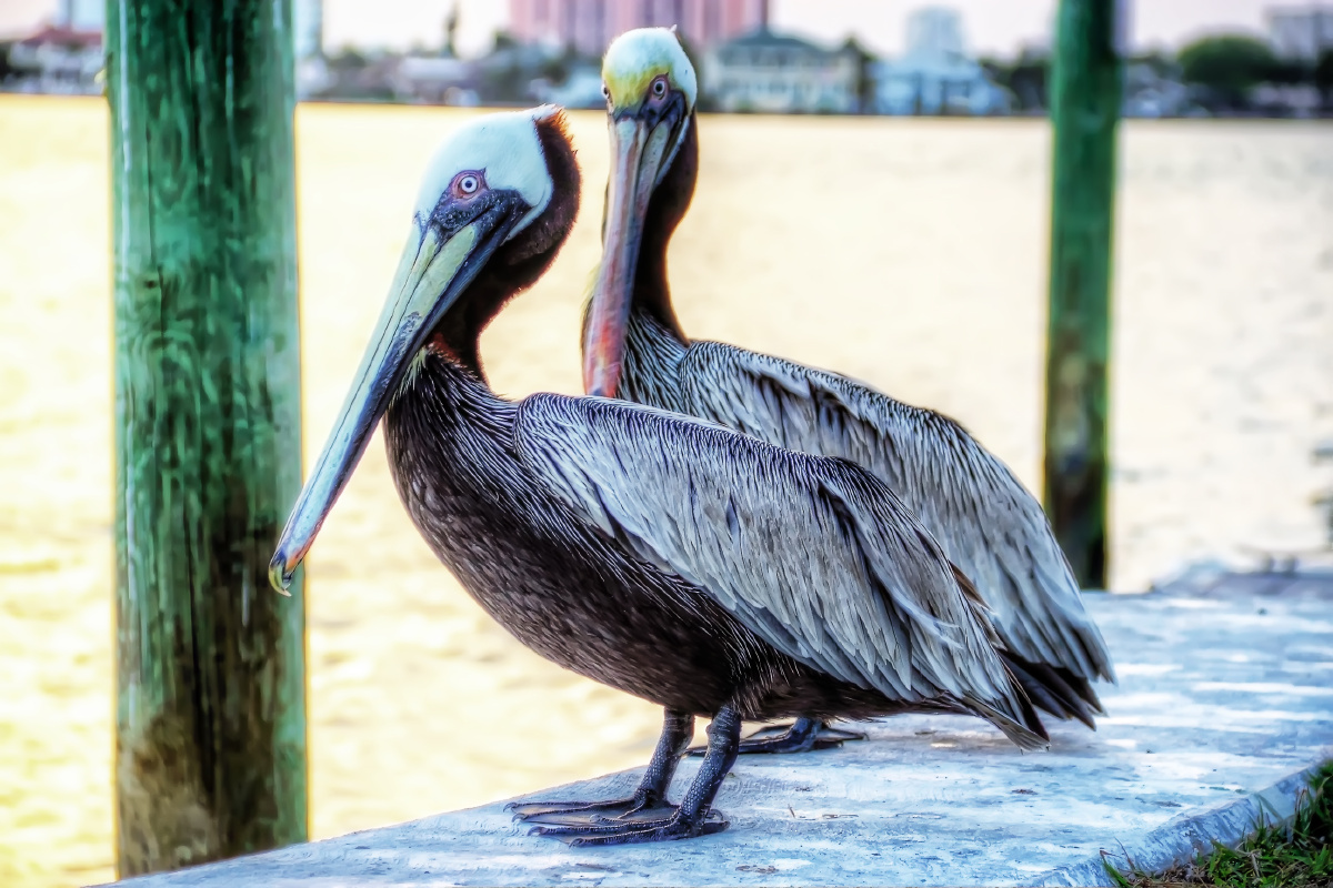夫妻相 - 动物 - 流浪的Jesse - 图虫摄影网