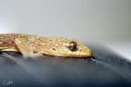 DSC_6267_s
