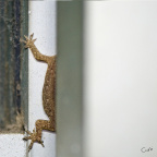 DSC_6316_s