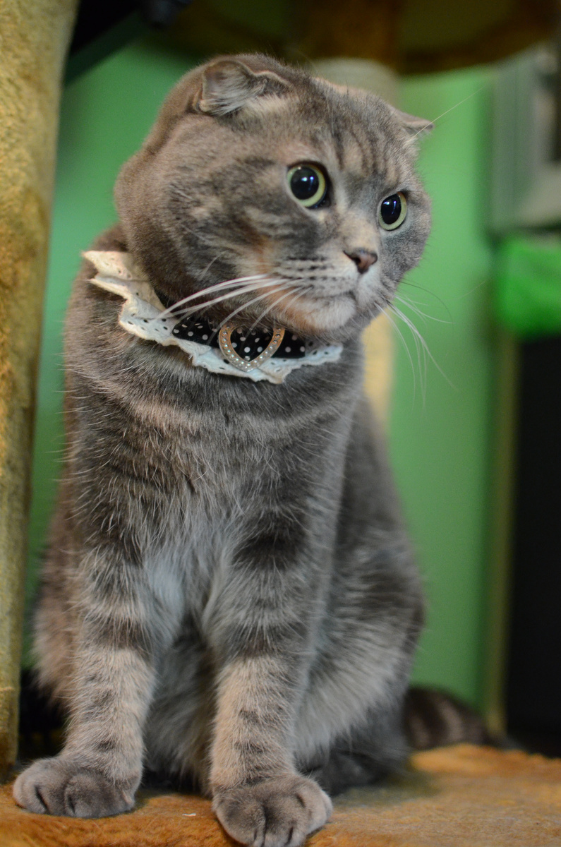 豆阿姨的自言自语--你们蓝星人不懂。 - 猫, 豆豆