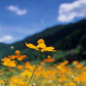 山上的野菊花