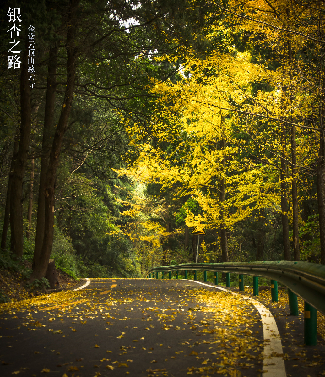 金堂云顶寺 秋色 - 银杏, 寺庙, 秋天, 秋色, 佛教