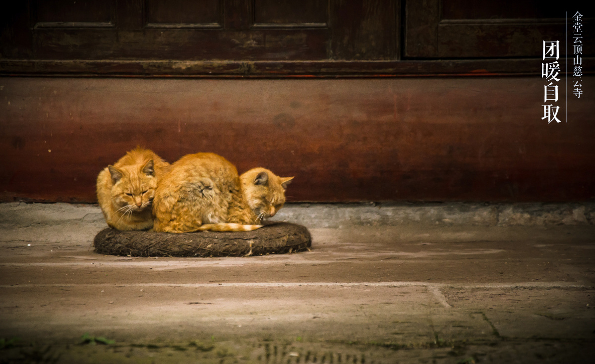 金堂云顶寺 秋色 - 银杏, 寺庙, 秋天, 秋色, 佛教