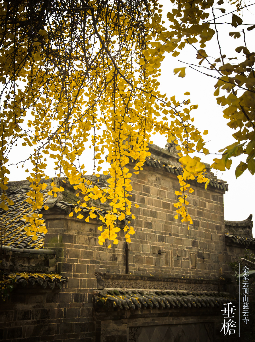 金堂云顶寺 秋色 - 银杏, 寺庙, 秋天, 秋色, 佛教