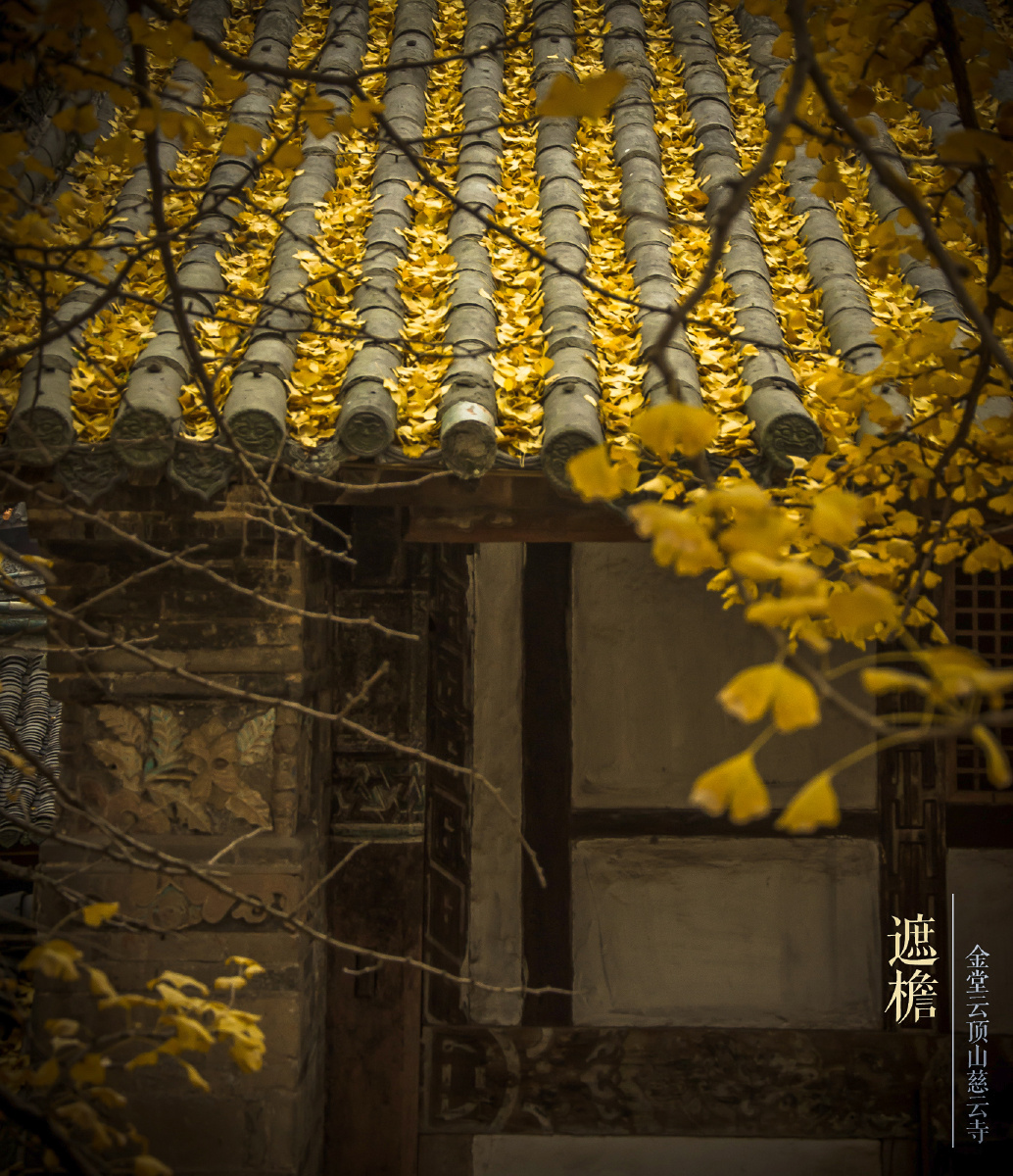 金堂云顶寺 秋色 - 银杏, 寺庙, 秋天, 秋色, 佛教