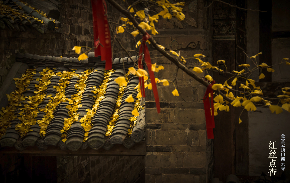 金堂云顶寺 秋色 - 银杏, 寺庙, 秋天, 秋色, 佛教
