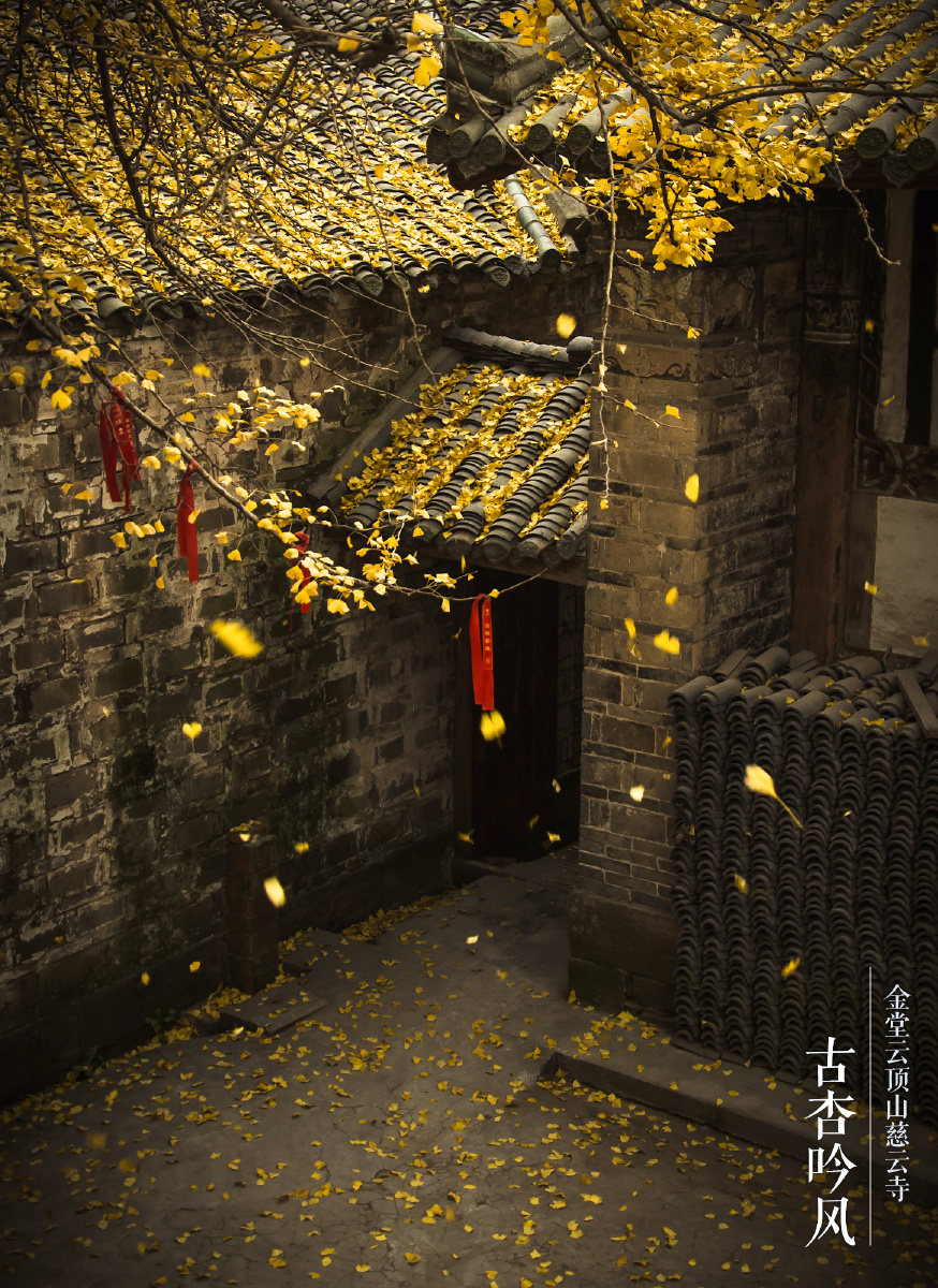 金堂云顶寺 秋色 - 银杏, 寺庙, 秋天, 秋色, 佛教