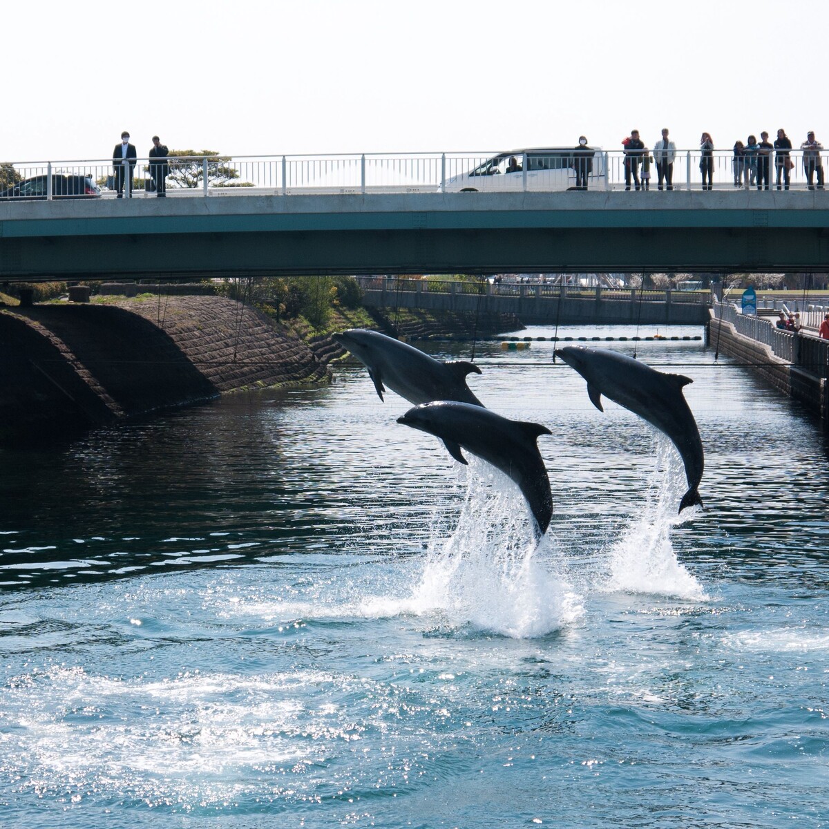 Day4 鹿儿岛 鹿儿岛水族馆前