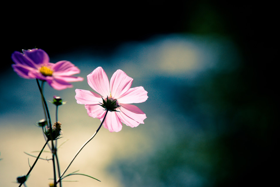 格桑 - 自然, 花草, 小品 - 孤独枫 - 图虫摄影网