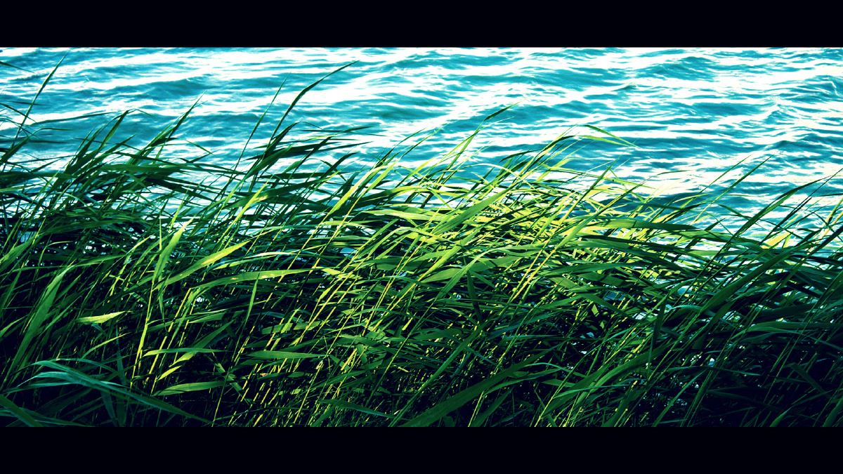 无字幕 - 色彩, 绿色, 自然, 植物, 佳能 - Yao-ZH