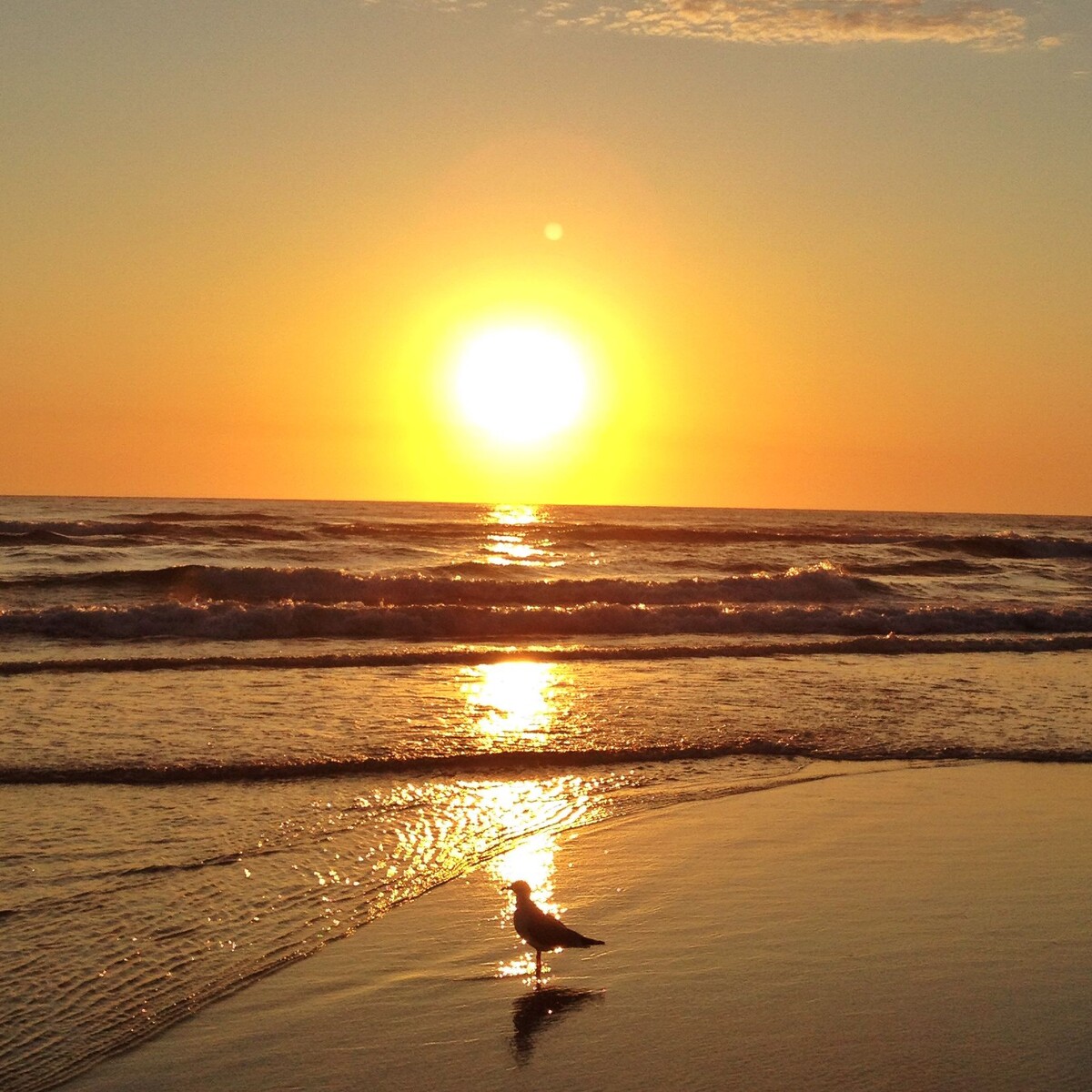 日出下的好海鸥