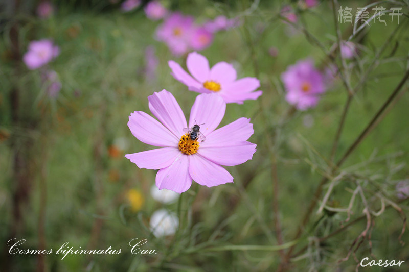 格桑梅朵 - 格桑花 - Caesar·Z