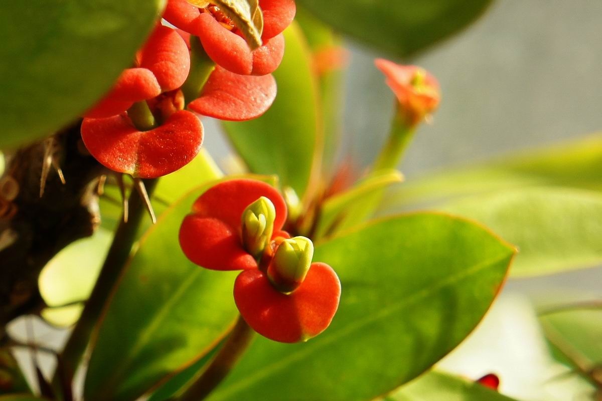 新拍虎刺梅 - 静物, 花卉, 自然光 - 九月枫