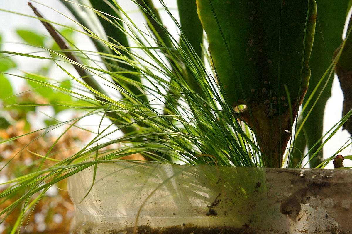 春之光-花盆里的细草 - NEX-5C, 植物, 生态 - 九月枫 - 图虫摄影网