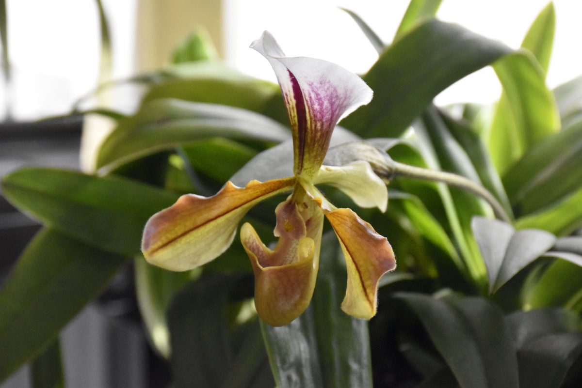 <em>大小姐</em> - 笨笨_ - 图虫摄影网