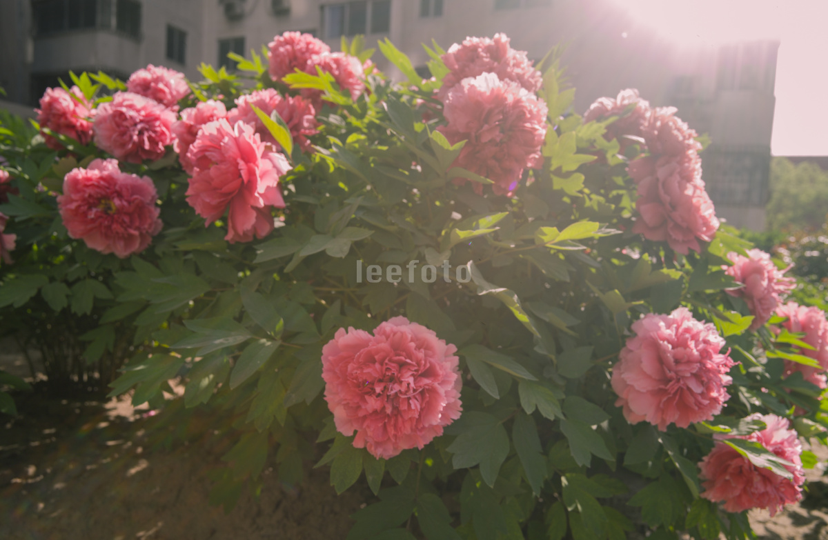 Leeluu_mg_000540.jpg - 捕捉一片影子