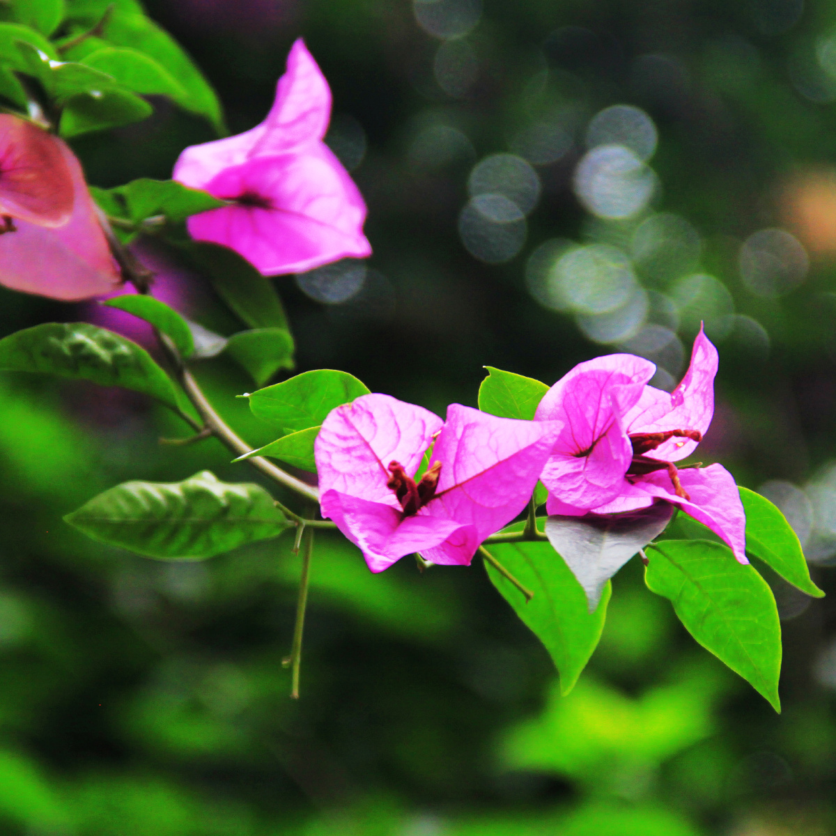 【视频】我和小姨雨后<em>故事</em>,我和小姨雨后<em>故事</em>