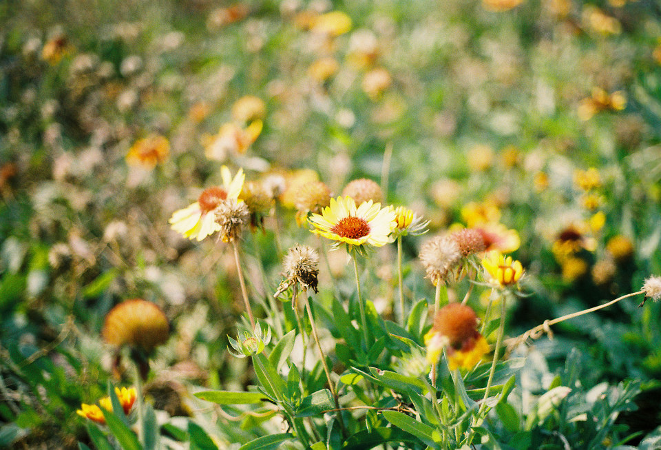canon ae1 试机 - canon, AE1, sunny, iso100, 试