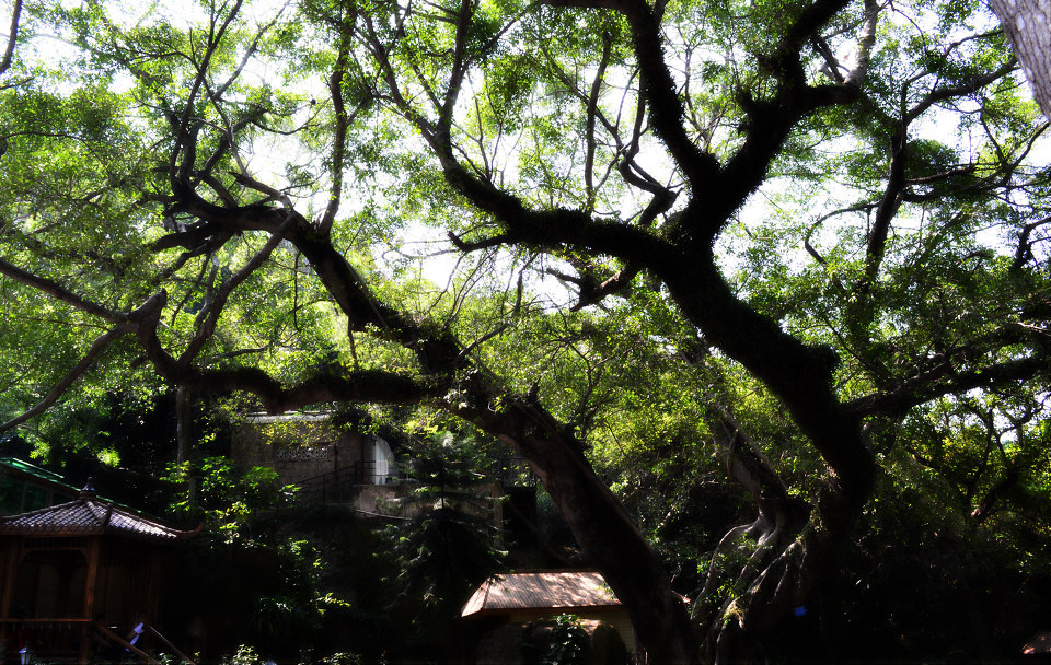 繁华落尽与君老 - 时间胶囊 - 图虫摄影网