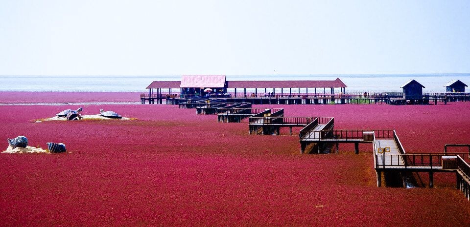 红海滩 yun