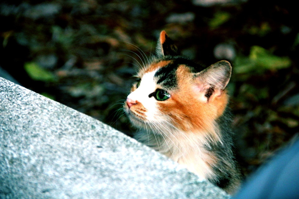 执信猫 - 魔家大香蕉爱番茄