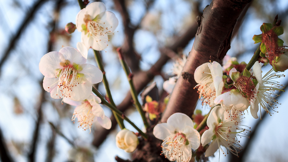 梅花弄一弄 - 花卉, 小品, 佳能 - 梅花弄一弄 - lu