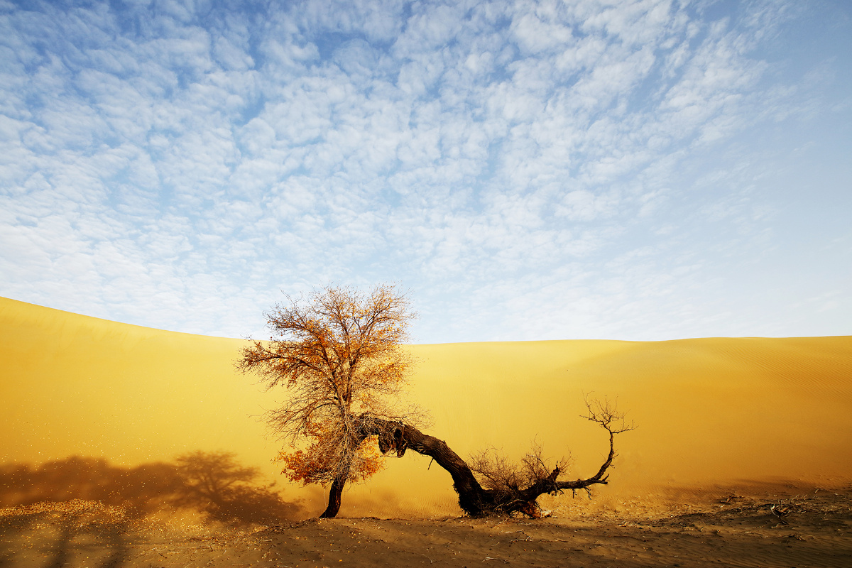 沙漠胡杨 - 风光, 色彩, 新疆, 尉犁县, 胡杨, 沙漠胡杨 - 铁匠炉老孙 - 图虫摄影网