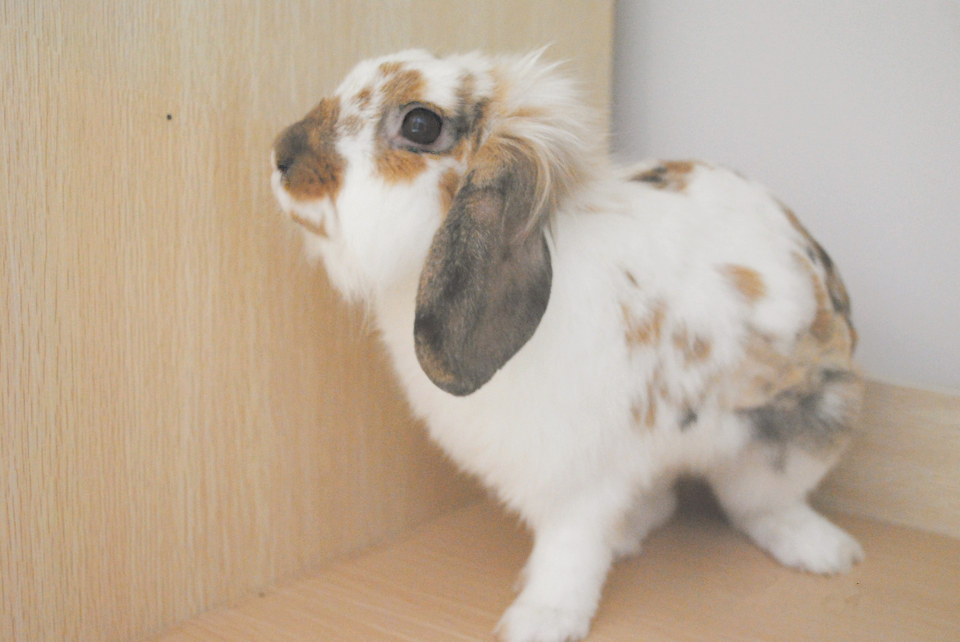 傲娇兔子一枚 - _顾小西 - _顾小西 - 图虫摄影网